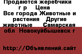 Продаются жеребчики 14,15 16 г.р  › Цена ­ 177 000 - Все города Животные и растения » Другие животные   . Самарская обл.,Новокуйбышевск г.